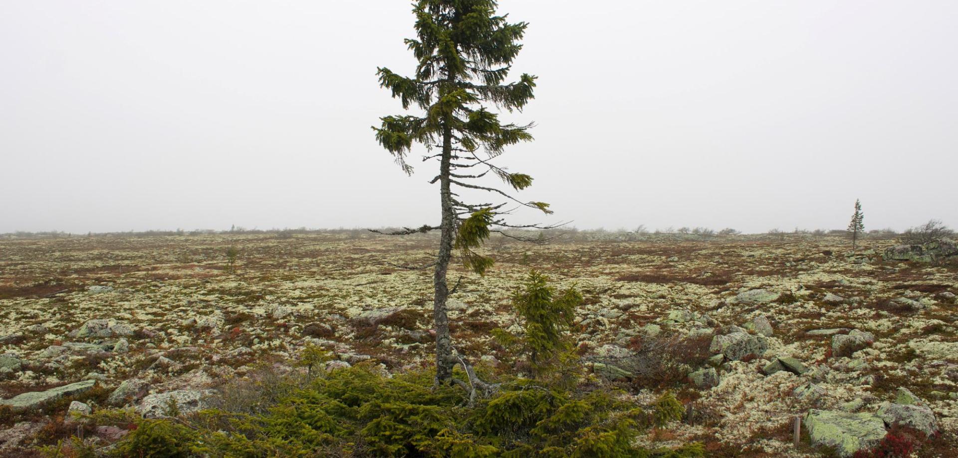 älteste Baum der Welt Quelle: REUTERS/ Alister Doyle
