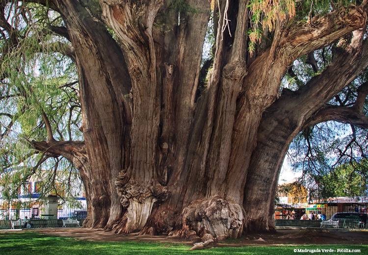 „El Gigante“ – der Baum mit dem dicksten Stamm der Welt