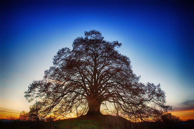 Der Baum des Jahres 2021 – Die Linde