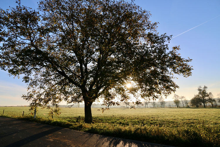 Parkett aus Eiche